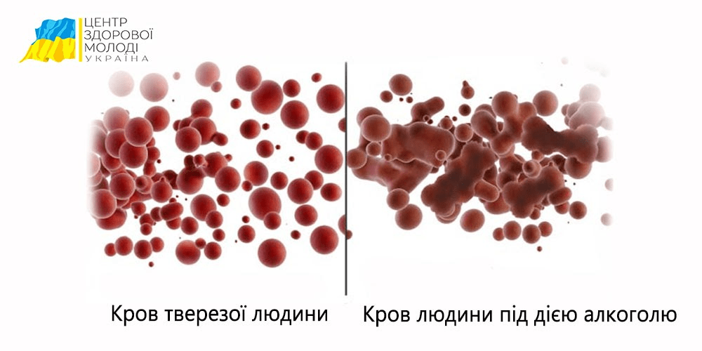 Скільки тримається алкоголь у крові? Скільки тримається алкоголь у крові? - image 14 1